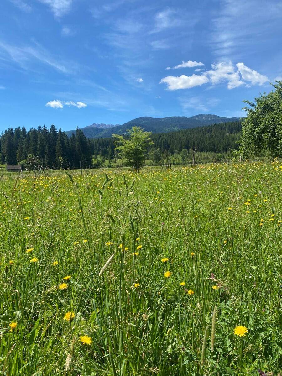 Blühende Wiese mit gelben Blumen und einem weiten Blick auf die bewaldeten Berge.