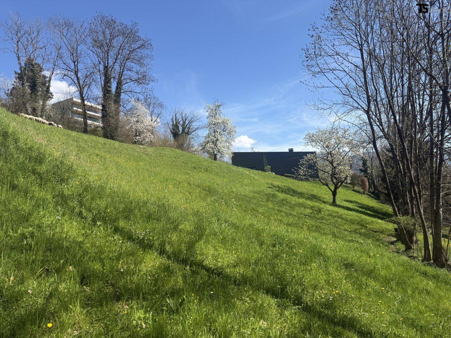 Grüne Wiese mit leichter Hanglage und einem Gebäude im Hintergrund unter blauem Himmel.