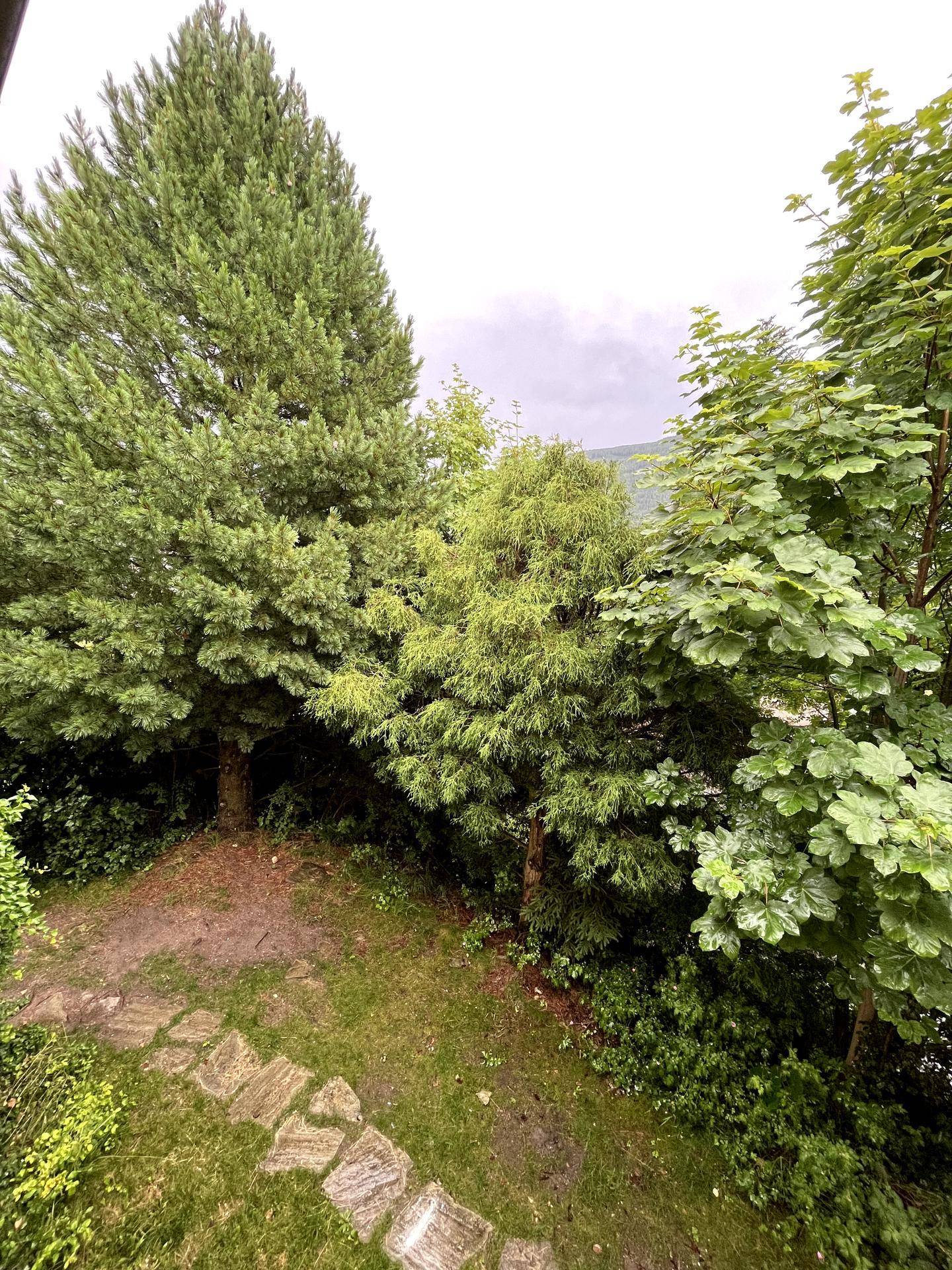 Grüner Gartenbereich mit Bäumen und einem Steinweg, der zum Entspannen einlädt.