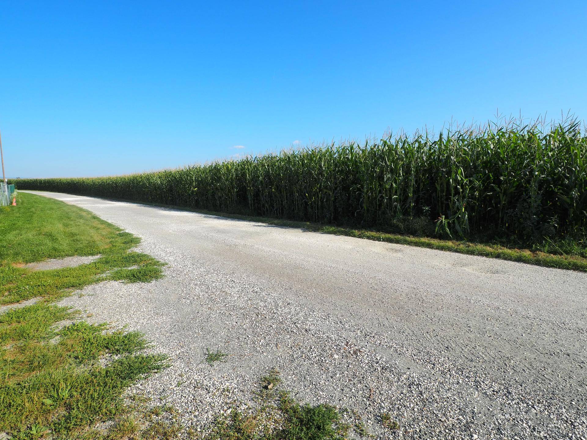 Schotterweg führt entlang eines hohen Maisfeldes unter einem strahlend blauen Himmel.