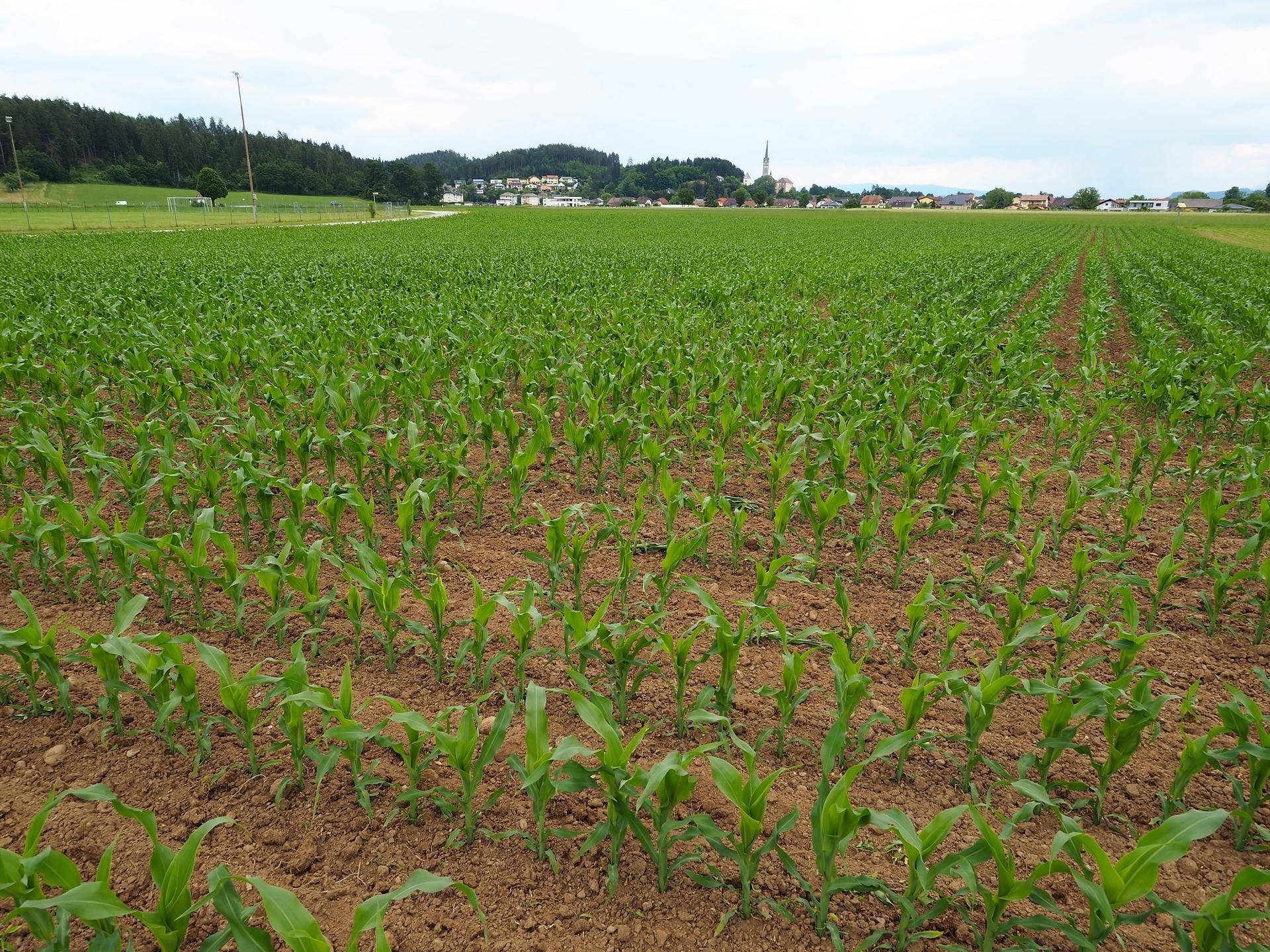 Weitläufiges Feld mit jungen Maispflanzen und einem Dorf am Horizont unter bewölktem Himmel.