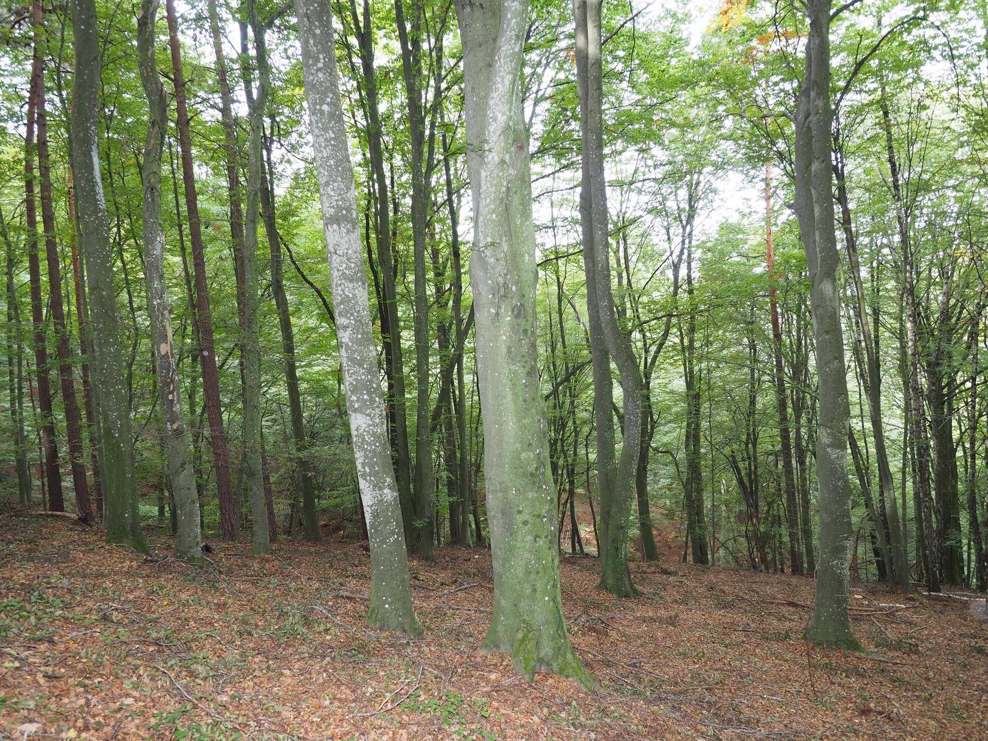 Waldbestand