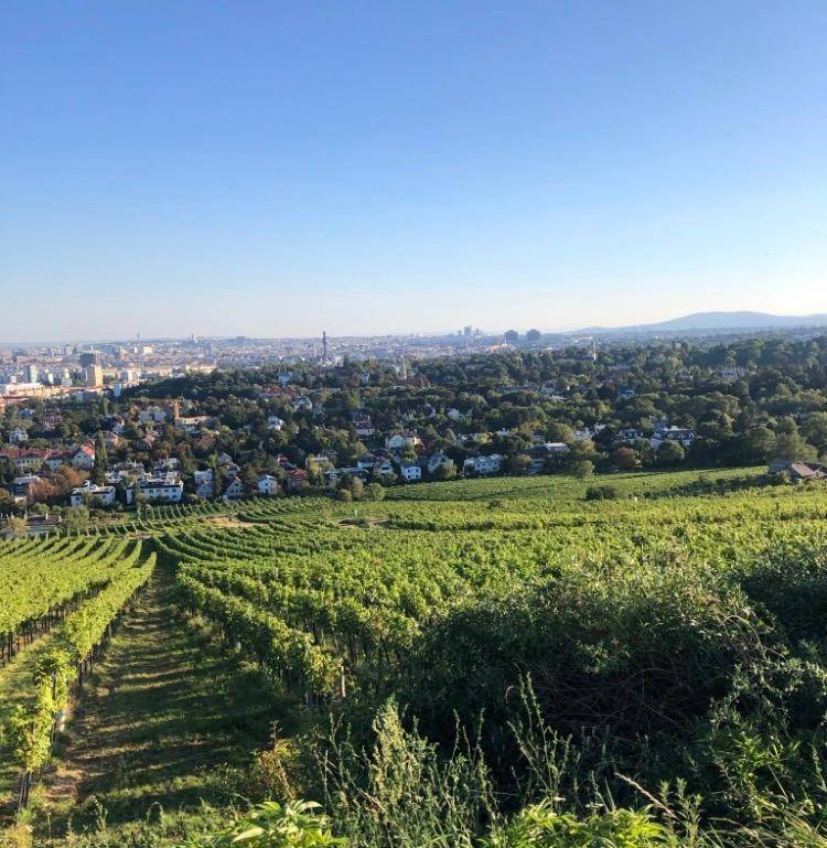 Weitläufige Weinberge im Vordergrund mit einem malerischen Blick auf die Stadtlandschaft im Hintergrund unter blauem Himmel.