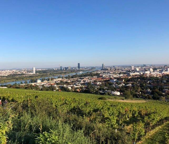 Klarer Panoramablick über weitläufige Weinberge auf die Stadt Wien und die Donau unter strahlend blauem Himmel.