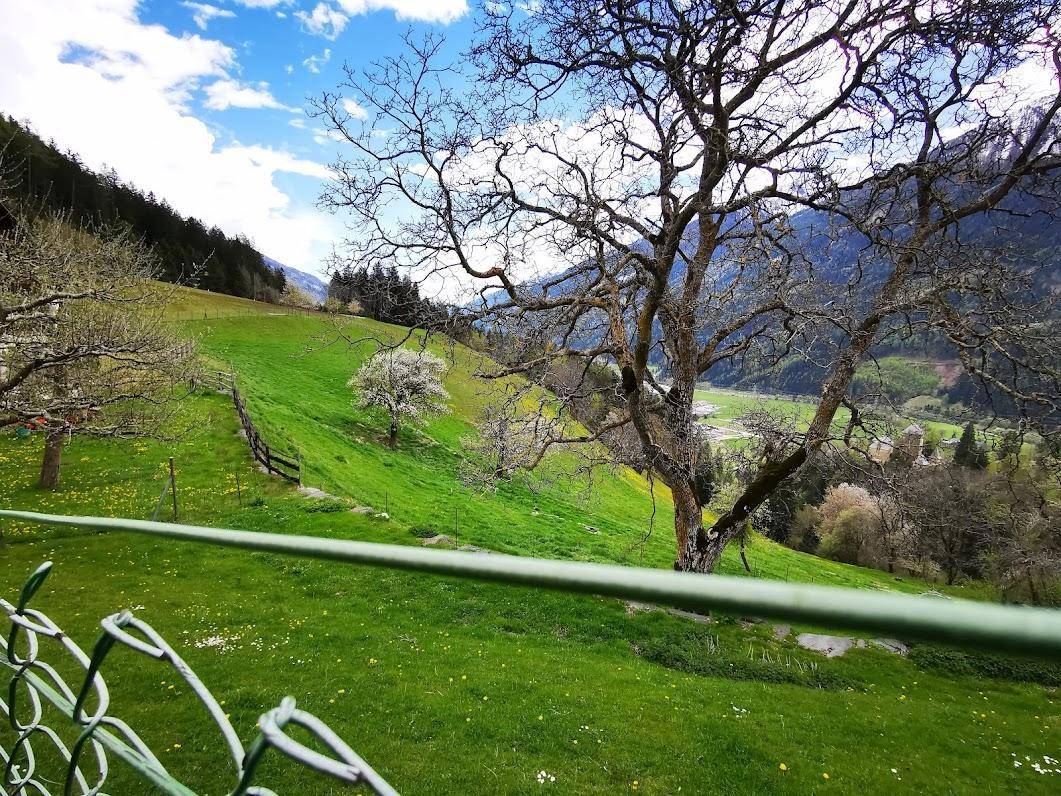 Weitläufige grüne Hügellandschaft mit einem großen Baum im Vordergrund und Bergen am Horizont unter blauem Himmel.