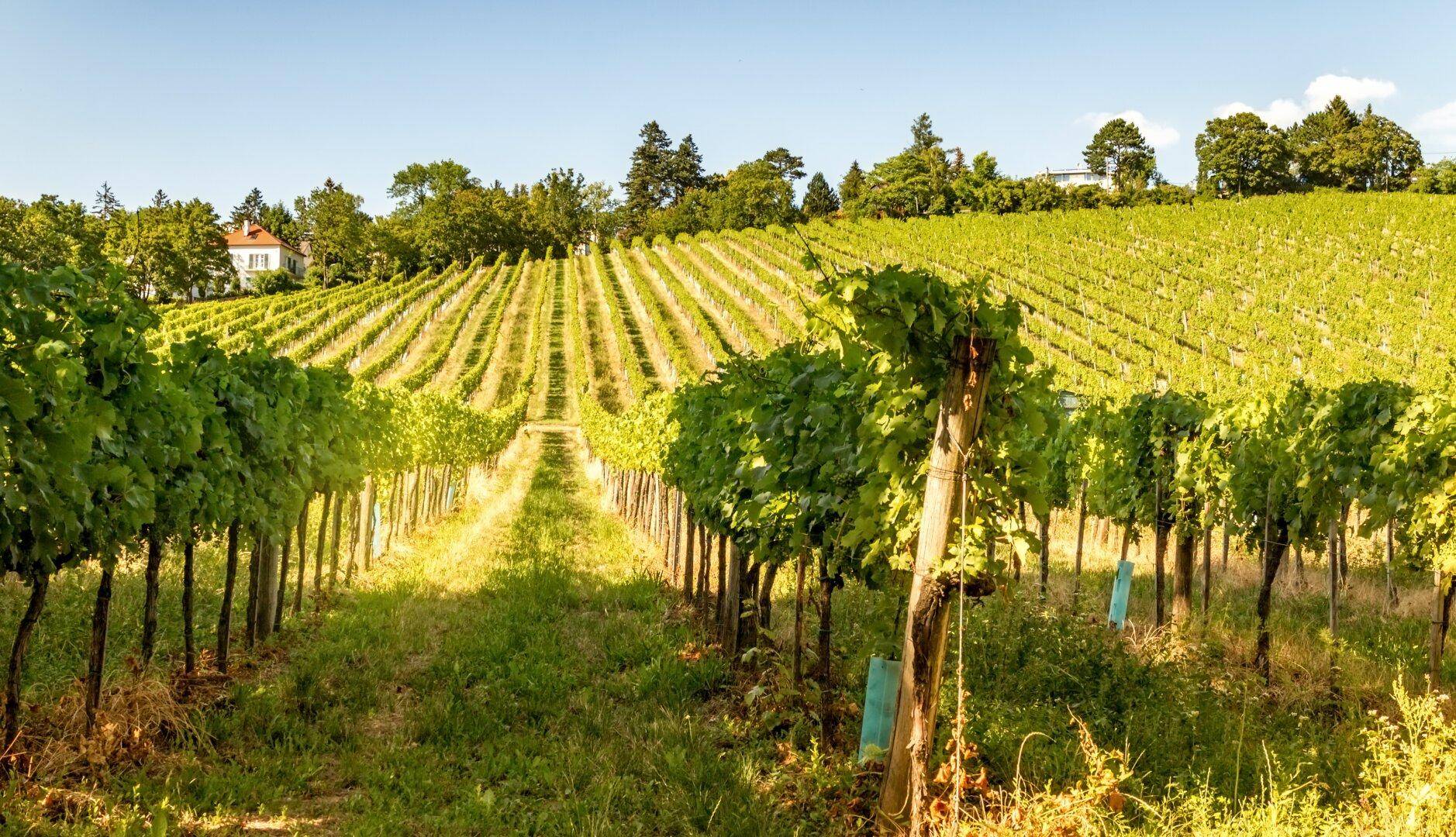 Sonniger Weinberg mit Reihen von Rebstöcken und Häusern in der Ferne, ideal für Naturliebhaber.