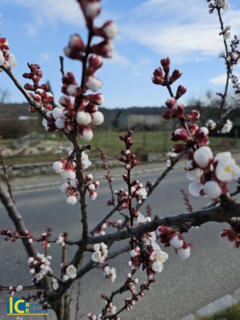 ...der Frühling kommt !