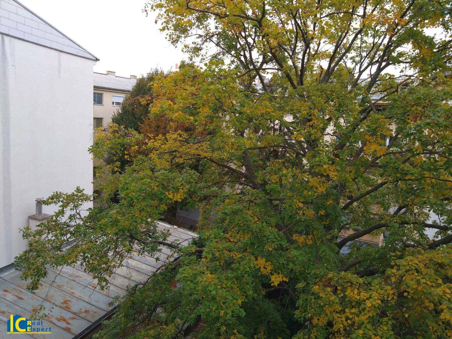 Blick ins Grüne