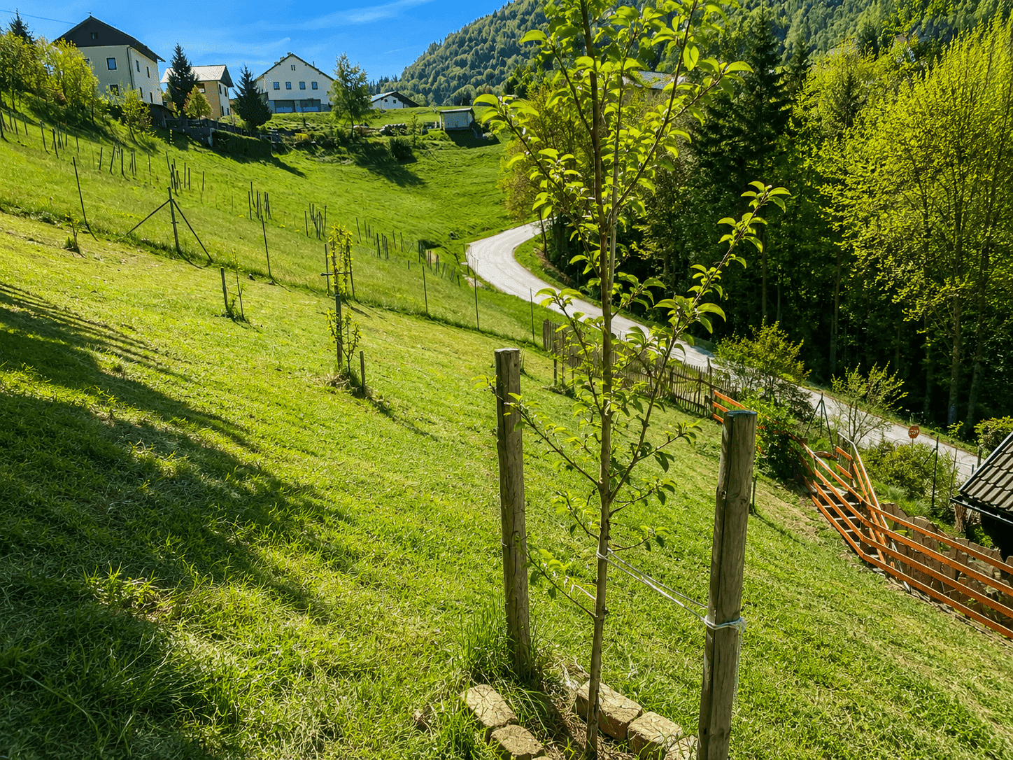 Grüne Wiese mit jungen Bäumen und einem gewundenen Weg, umgeben von Häusern und Bergen.