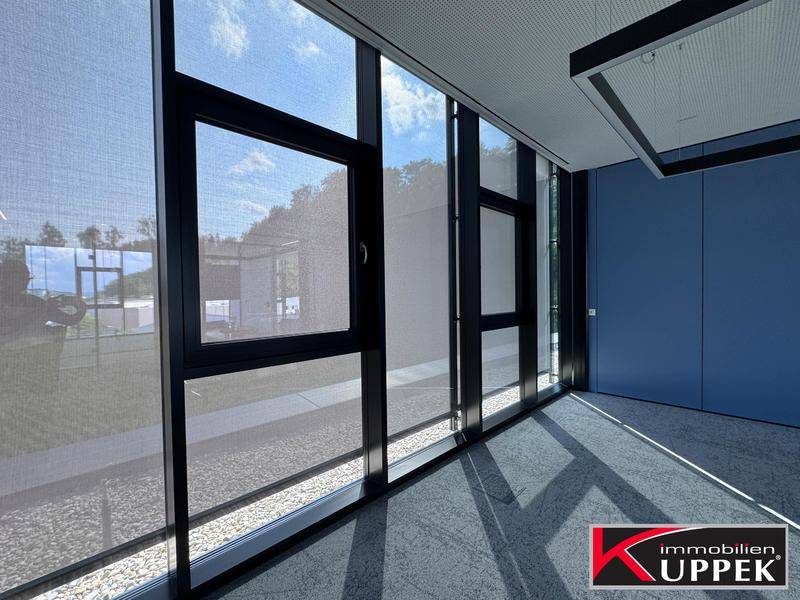 Helles Büro mit großen Fenstern, die viel Tageslicht hereinlassen, und blauen Wänden.