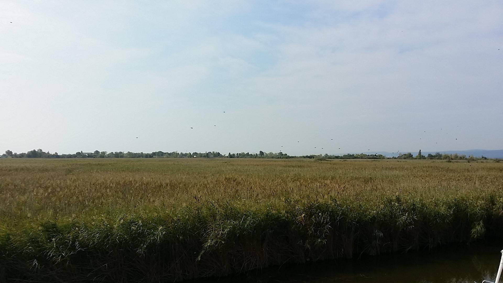 Weites Feld mit einem Kanal und entfernten Bäumen unter bewölktem Himmel.