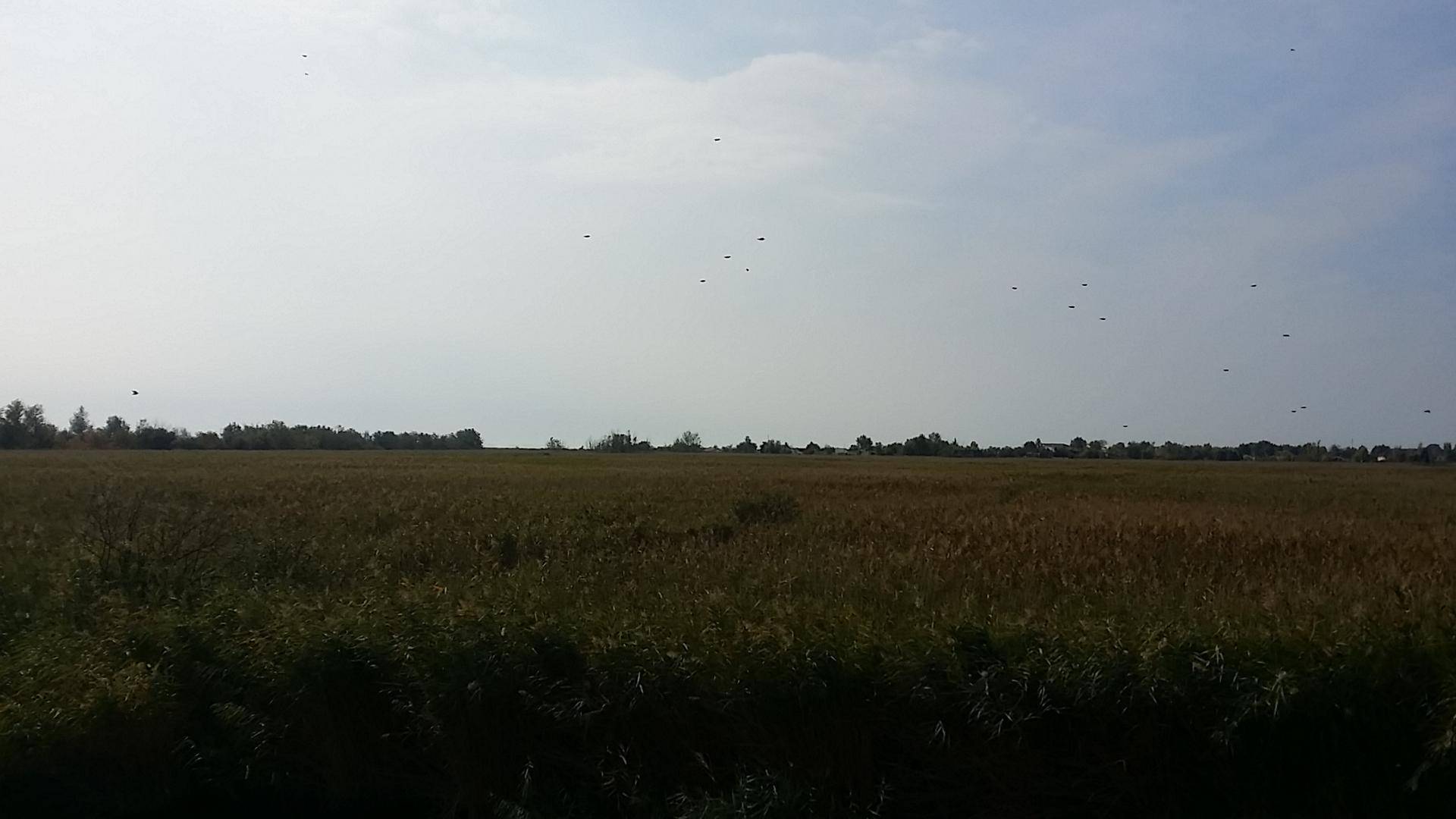 Weites Feld mit entfernten Bäumen unter einem bewölkten Himmel.