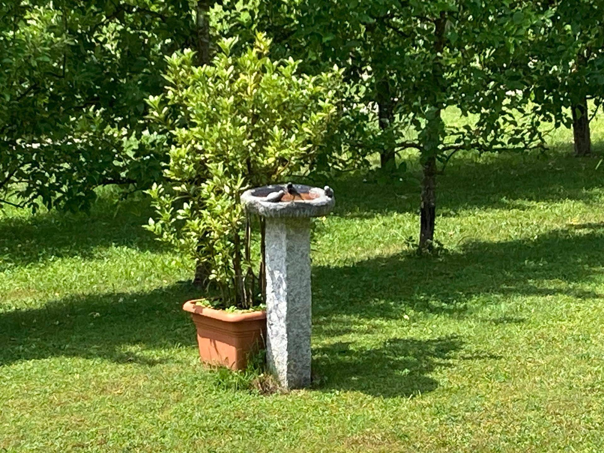 Vogeltränke aus Stein in einem grünen Gartenbereich mit Bäumen im Hintergrund.