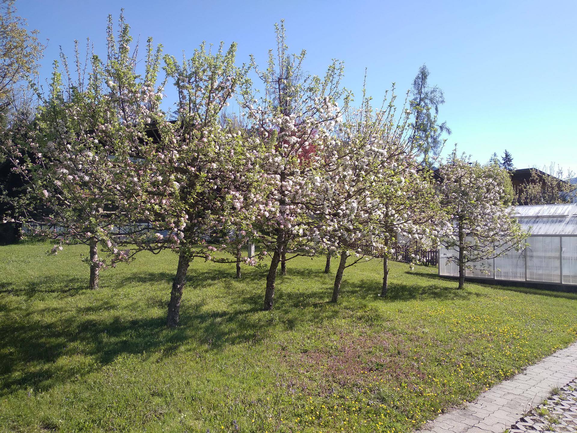 Blühender Garten mit Obstbäumen, Rasenfläche und einem Gewächshaus im Hintergrund unter blauem Himmel.