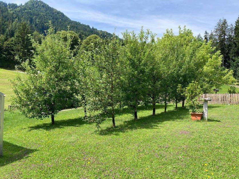 Großer Obstgarten mit mehreren jungen Bäumen und weitem Blick auf die umliegende Landschaft.