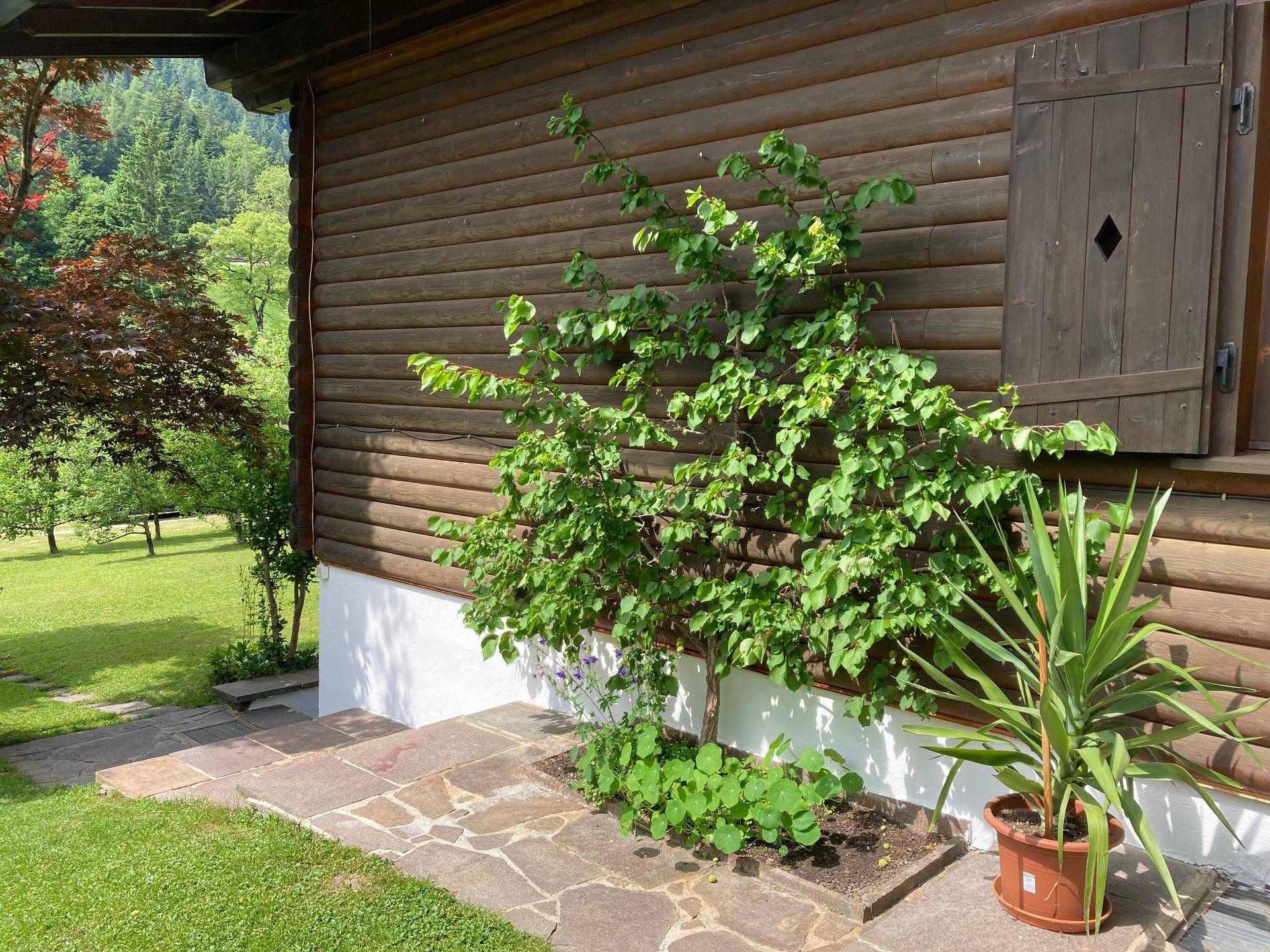 Kleine bepflanzte Fläche mit Steinplattenweg neben der Holzfassade des Hauses.
