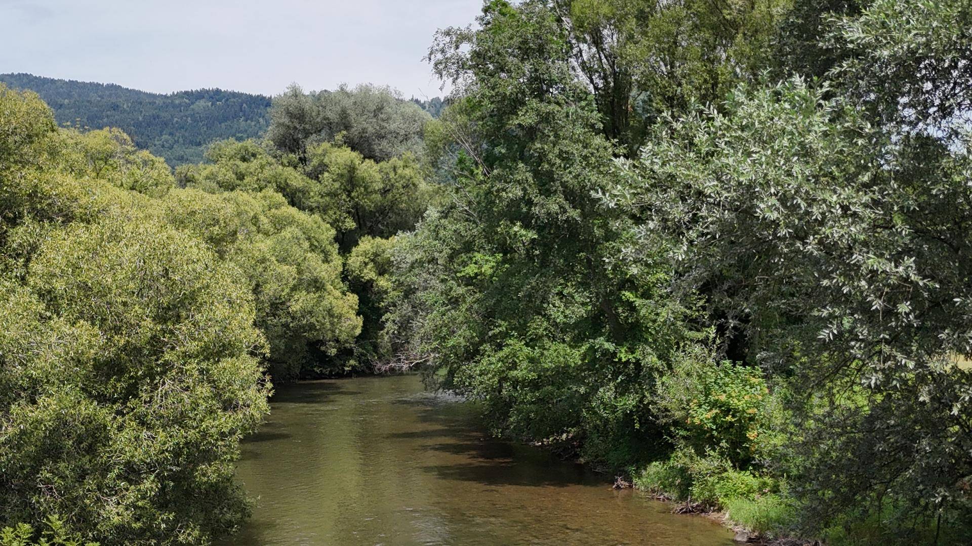 Ein ruhiger Flusslauf, umgeben von dichtem, grünem Baumbestand unter einem bewölkten Himmel.