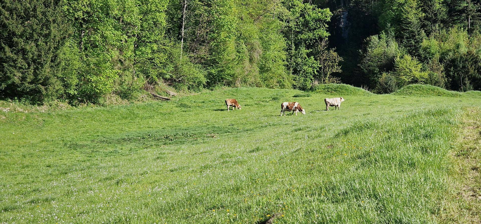 Weitläufige grüne Wiesen mit Kühen und bewaldeten Hügeln im Hintergrund.