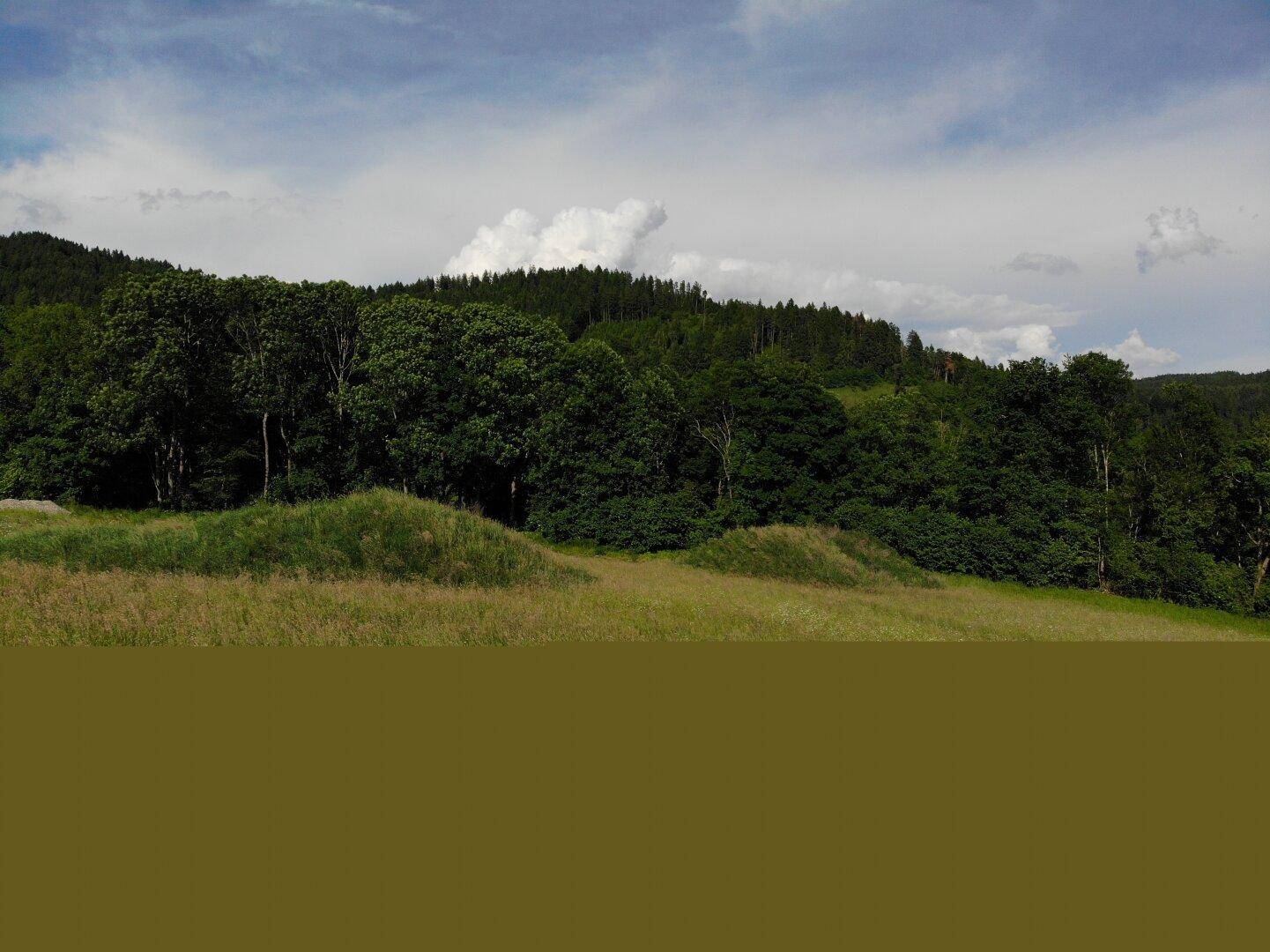 Grundstück am Waldrand mit Blick auf die bewaldeten Hügel und die weite, unberührte Landschaft.