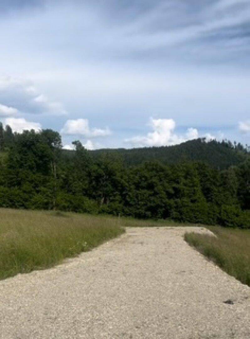 Ein Schotterweg führt durch grüne Felder in einen dichten Wald unter bewölktem Himmel.