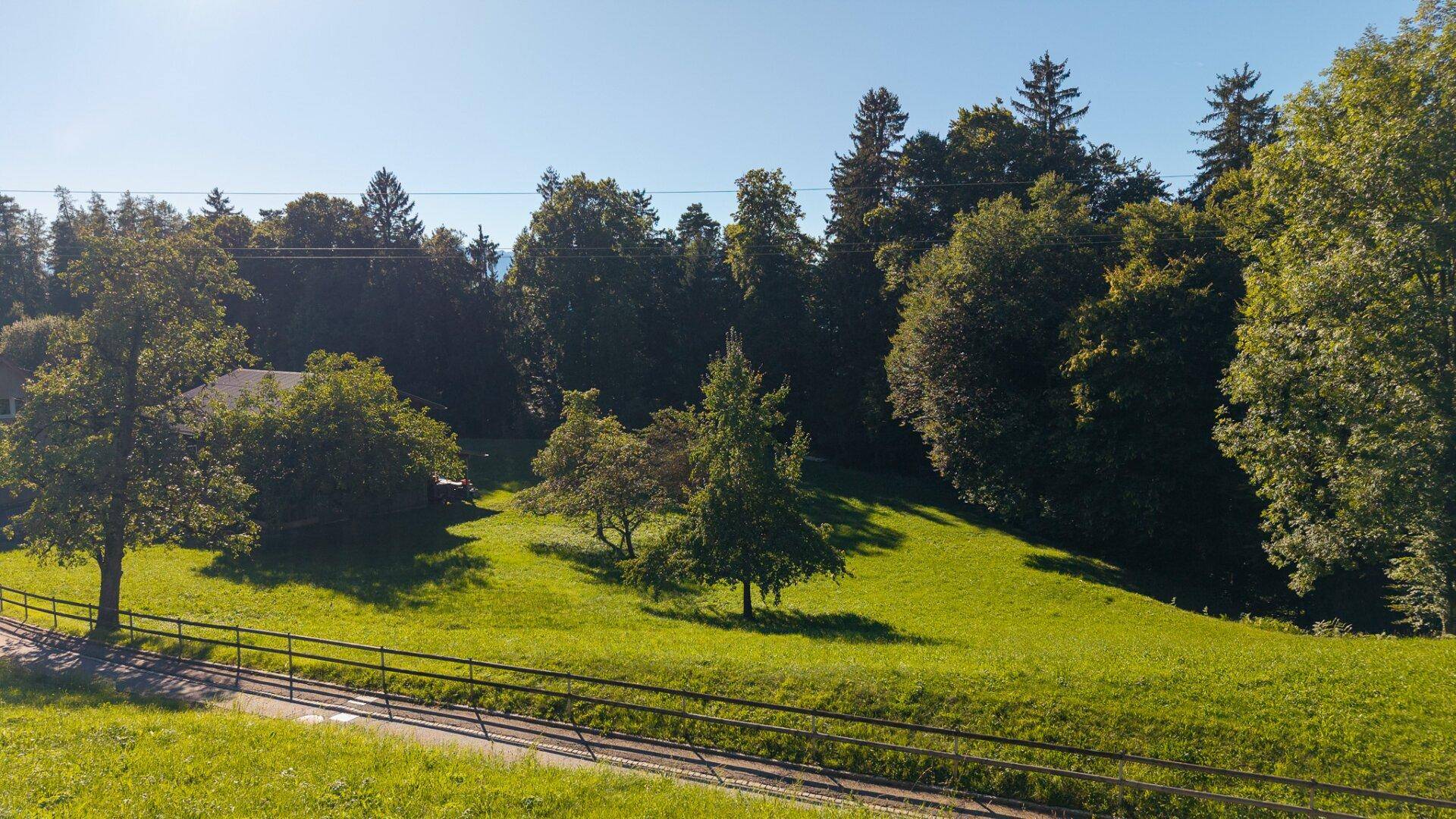 Grüner Hang mit Bäumen und einem Zaun im Vordergrund, unter strahlendem Sonnenschein.