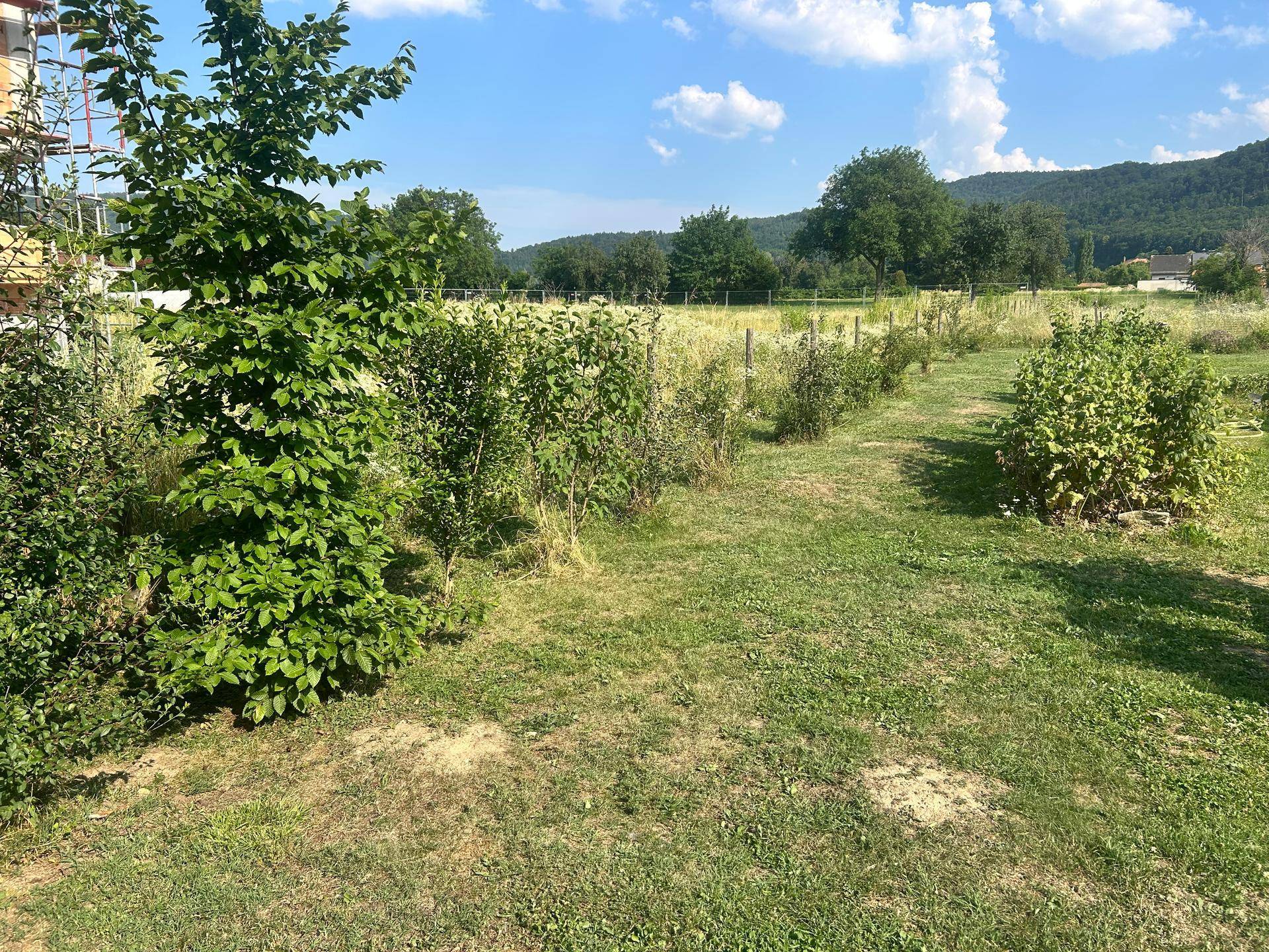 Weitläufiger Garten mit jungen Obstbäumen und Sträuchern, eingebettet in die ländliche Umgebung.