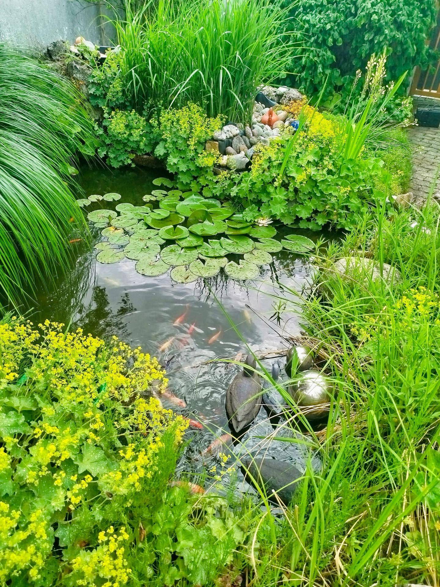 Nahaufnahme eines lebhaften Gartenteichs mit vielen Goldfischen, Seerosen und vielfältiger grüner Bepflanzung.