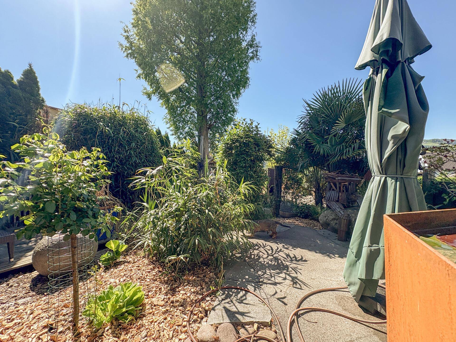 Gepflegter Gartenbereich mit verschiedenen Pflanzen, Bäumen und einem Sonnenschirm.