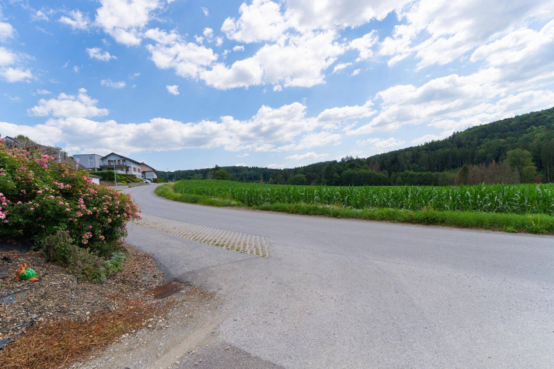 Geschwungene Landstraße durch eine ländliche Gegend mit Maisfeldern und Wohnhäusern.
