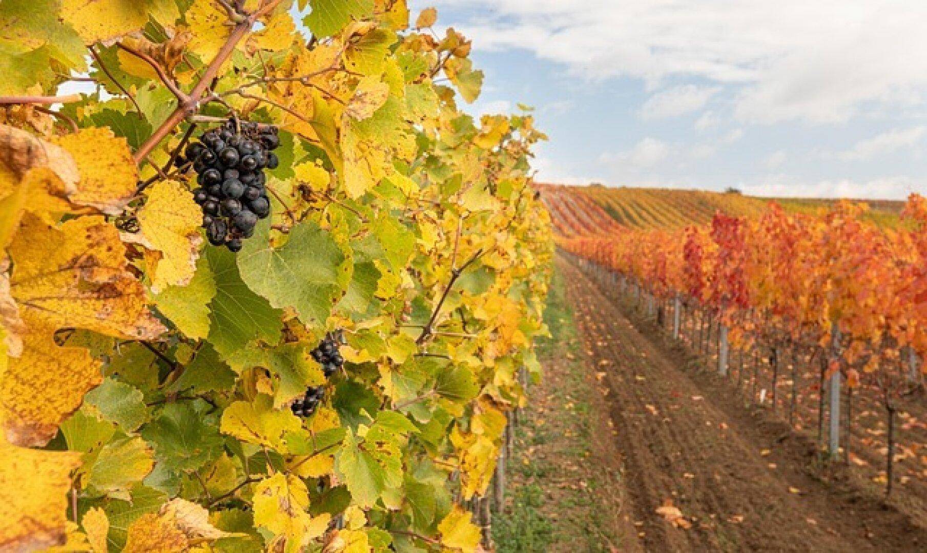 Weinregion