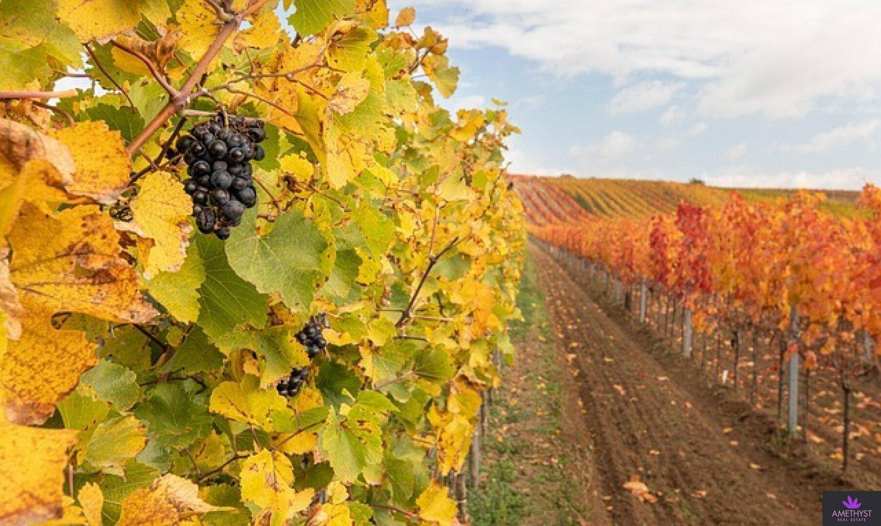 Weinregion