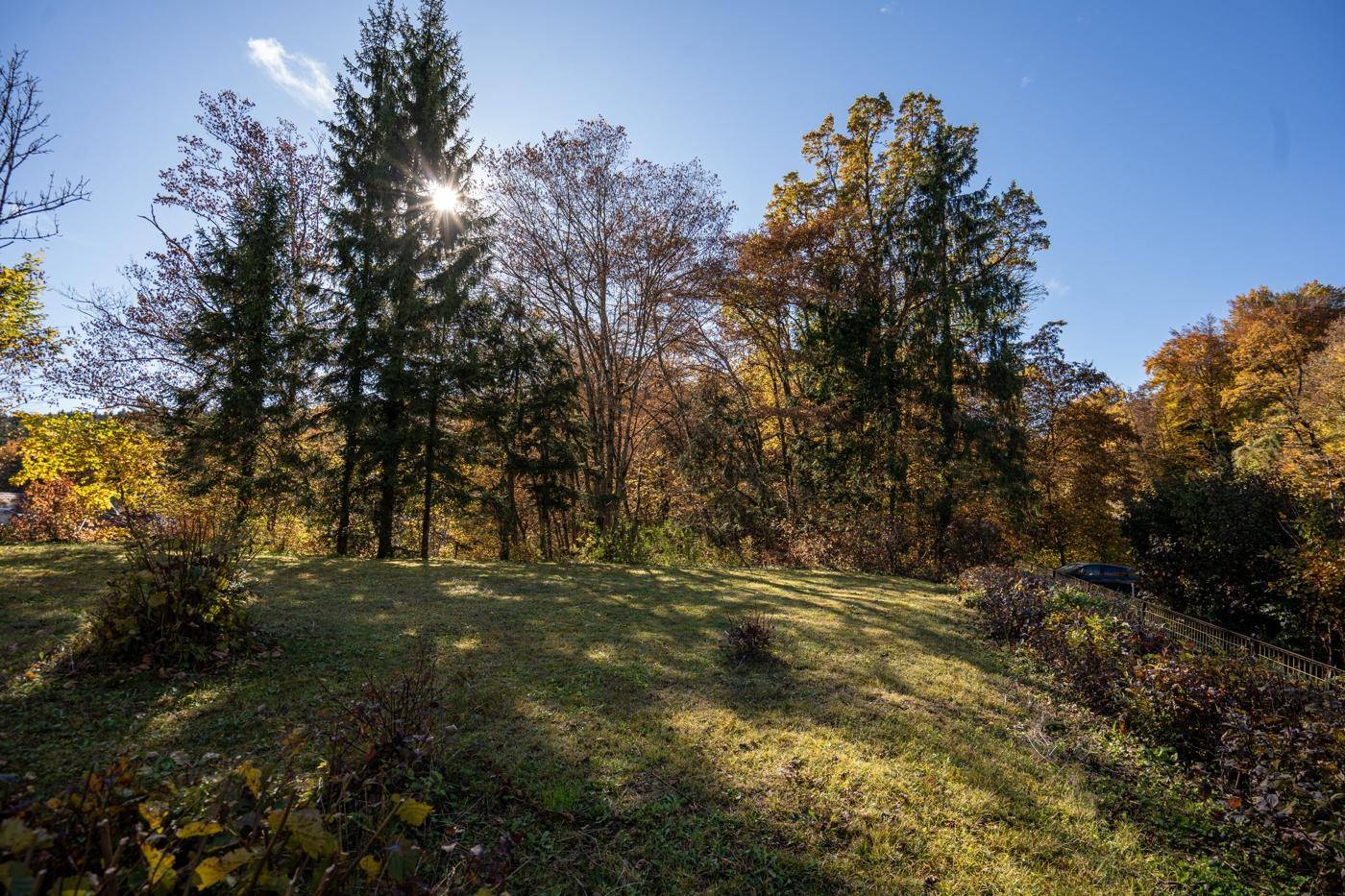 Sonniger Garten mit hohen Bäumen und einer weitläufigen Rasenfläche, ideal zum Entspannen.