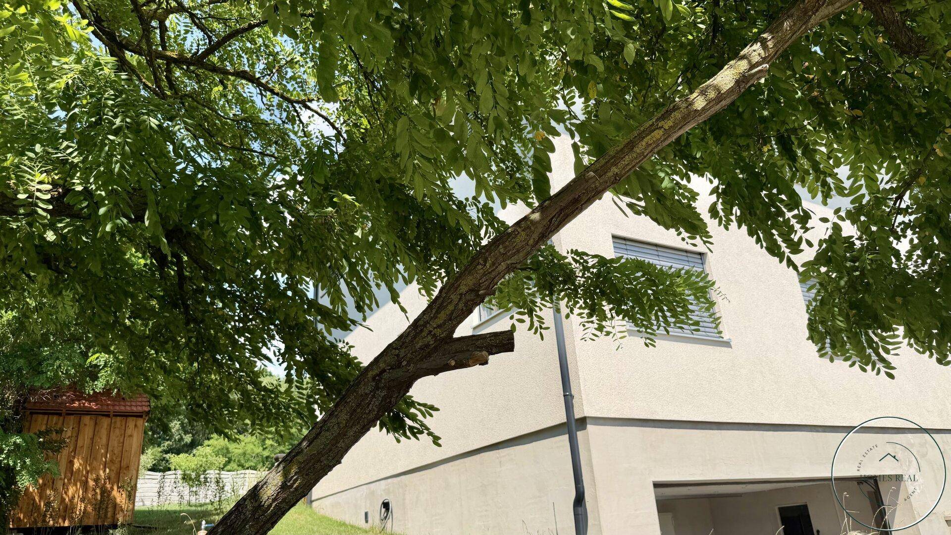 Seitenansicht des Hauses mit Garage, umgeben von üppigem Grün und einem großen Baum.