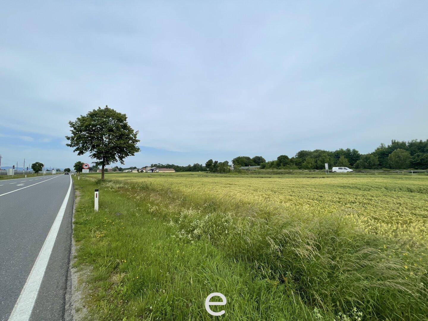 Ländliche Szene mit einem großen Feld, einer Straße und einem einzelnen Baum unter einem weiten Himmel.