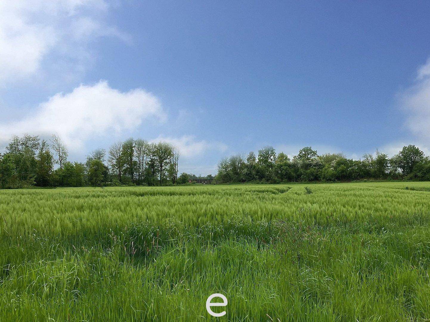 Idyllische Landschaft mit einem weiten, grünen Feld und einer Baumreihe am Horizont unter blauem Himmel.