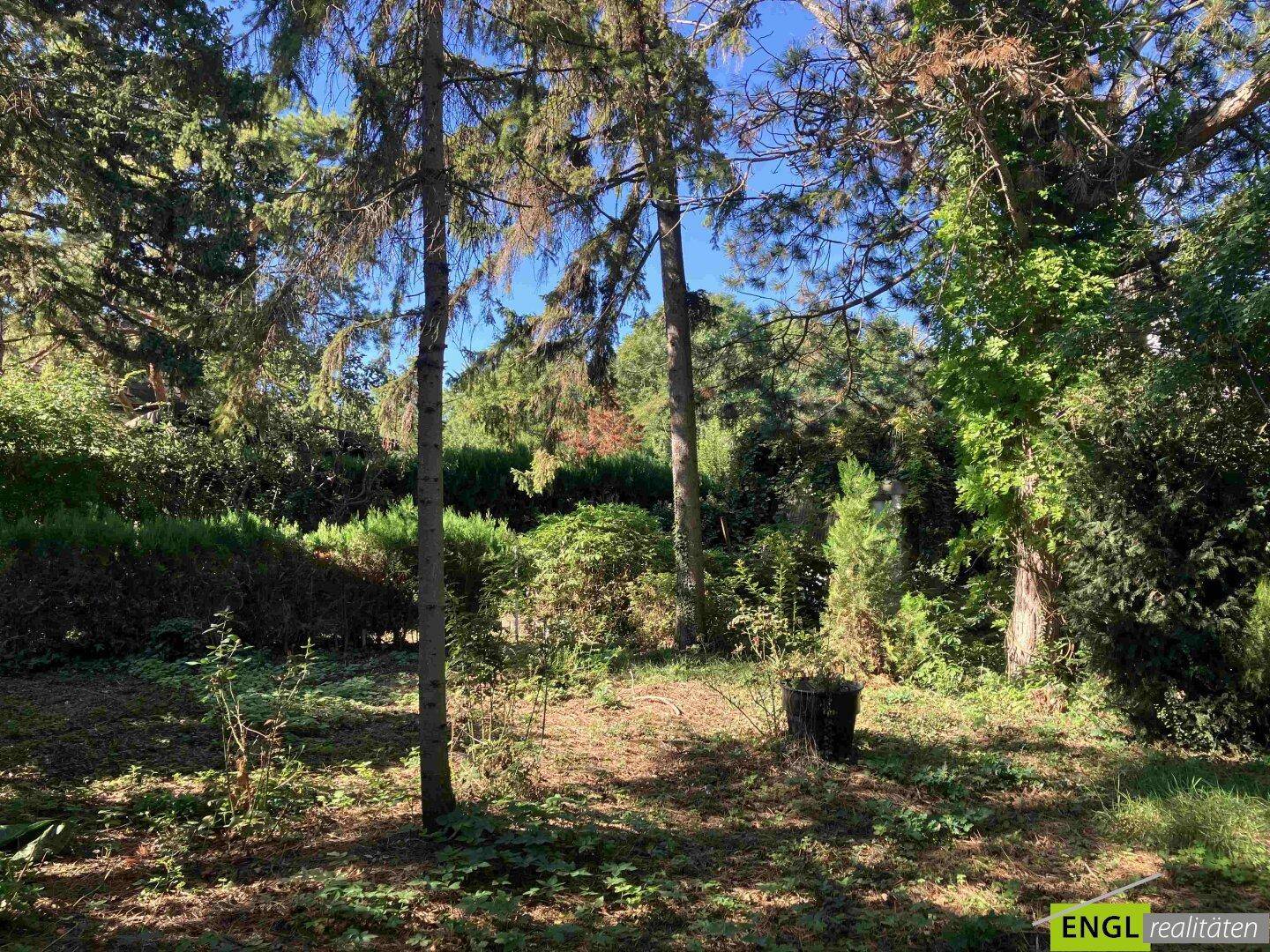 Naturbelassener Garten mit hohen Nadelbäumen und viel Sonnenlicht.