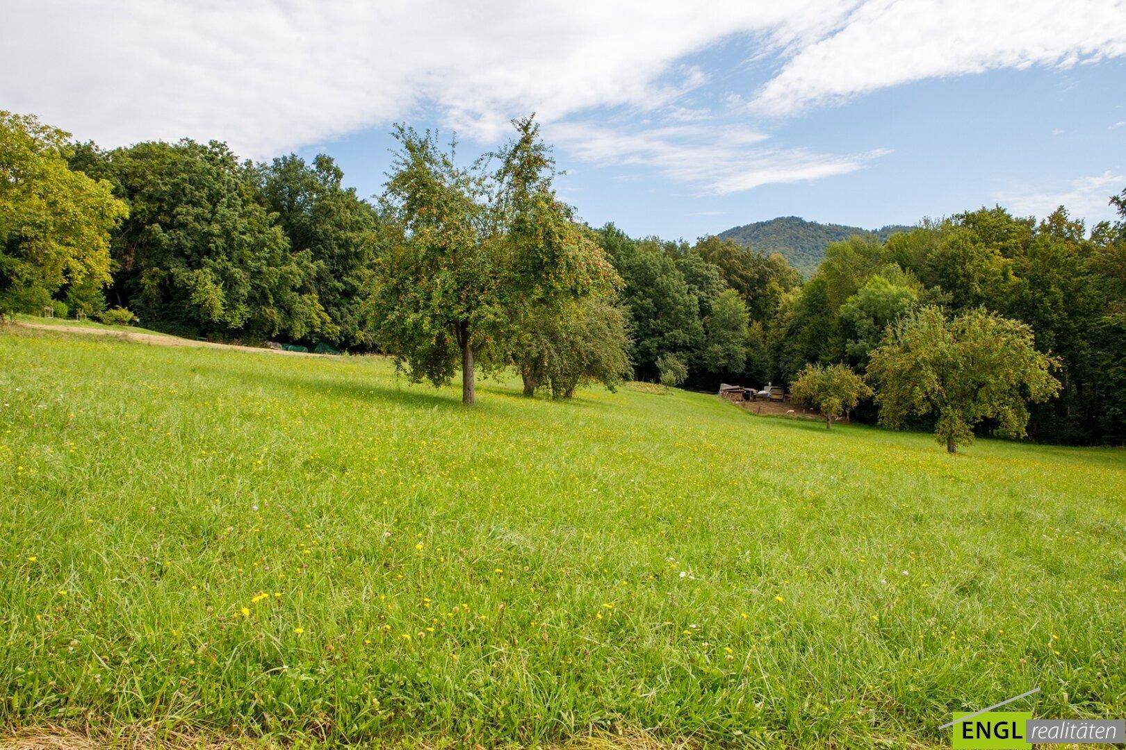 Weitläufige grüne Wiesen mit verstreuten Obstbäumen und einem malerischen Bergblick im Hintergrund.