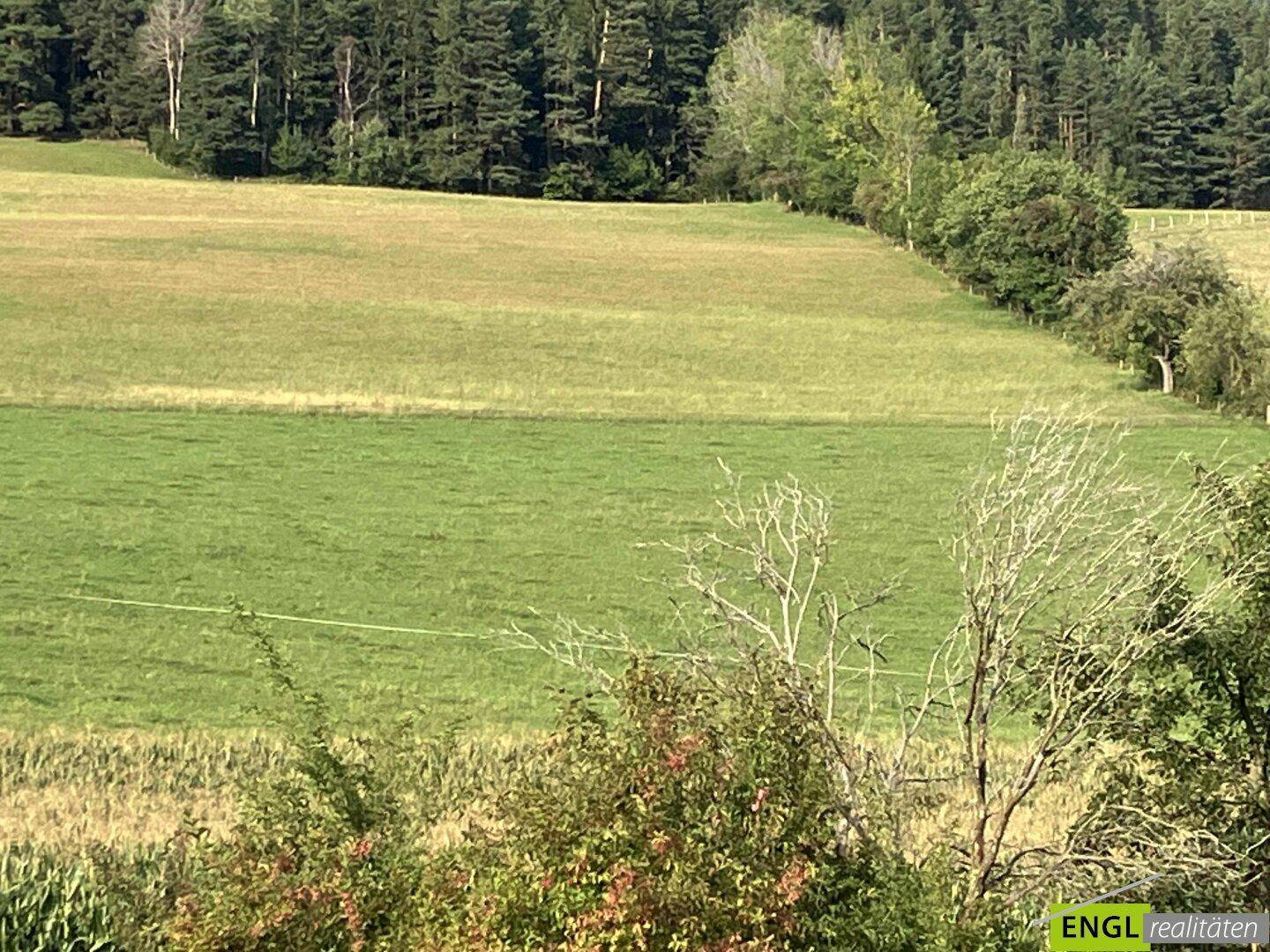 Weitläufige grüne Felder und Wiesen mit bewaldeten Hügeln im Hintergrund unter blauem Himmel.