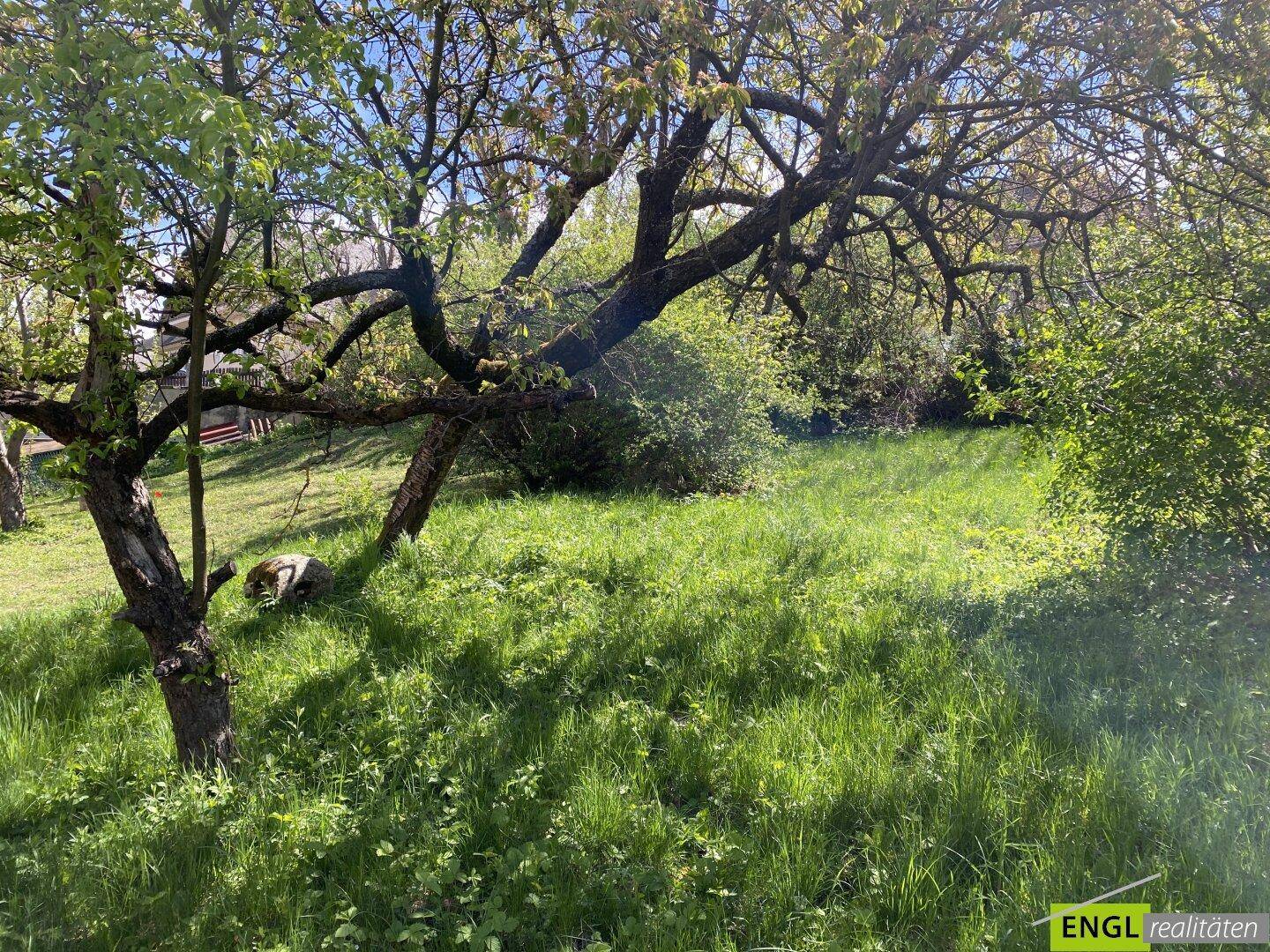 Grüne Wiese mit alten Bäumen und üppigem Gras unter blauem Himmel an einem sonnigen Tag.