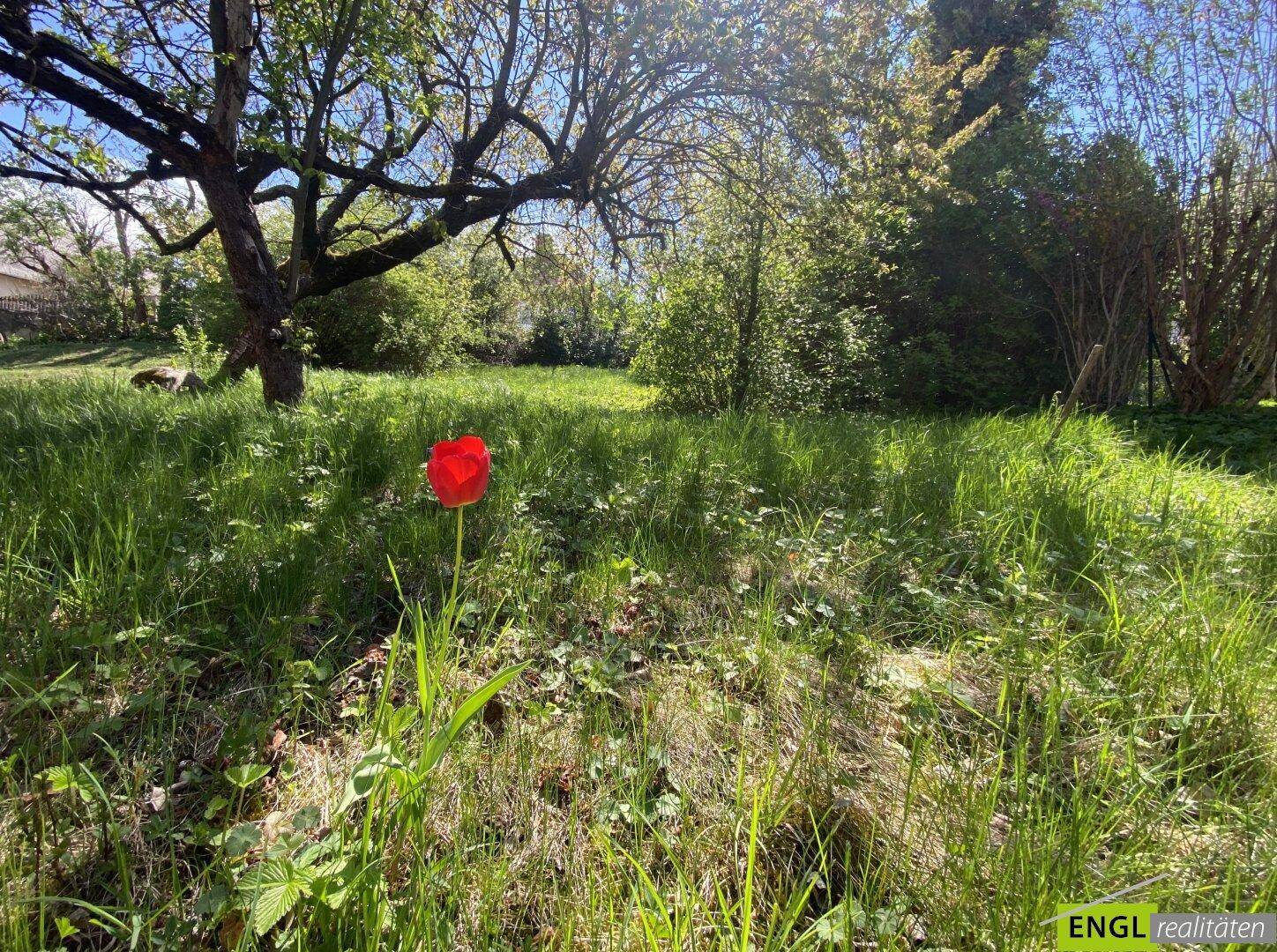 Idyllischer Garten mit grüner Wiese, alten Bäumen und einer einzelnen roten Tulpe im Vordergrund.