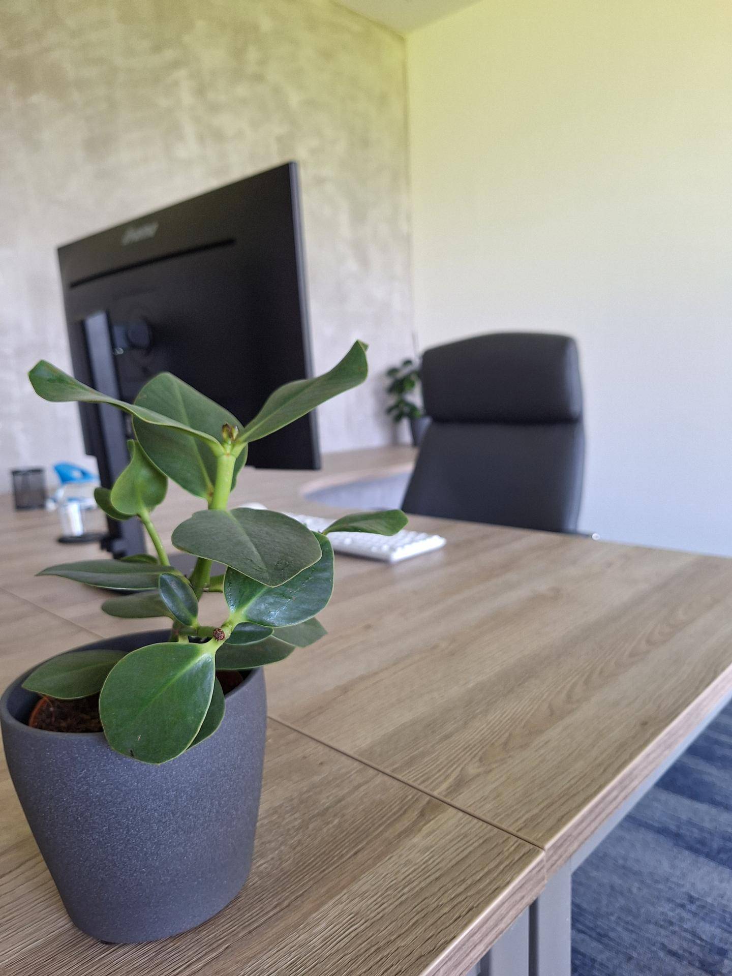 Bürotisch mit Monitor, Tastatur und einer grünen Pflanze, vor einer strukturierten Wand.