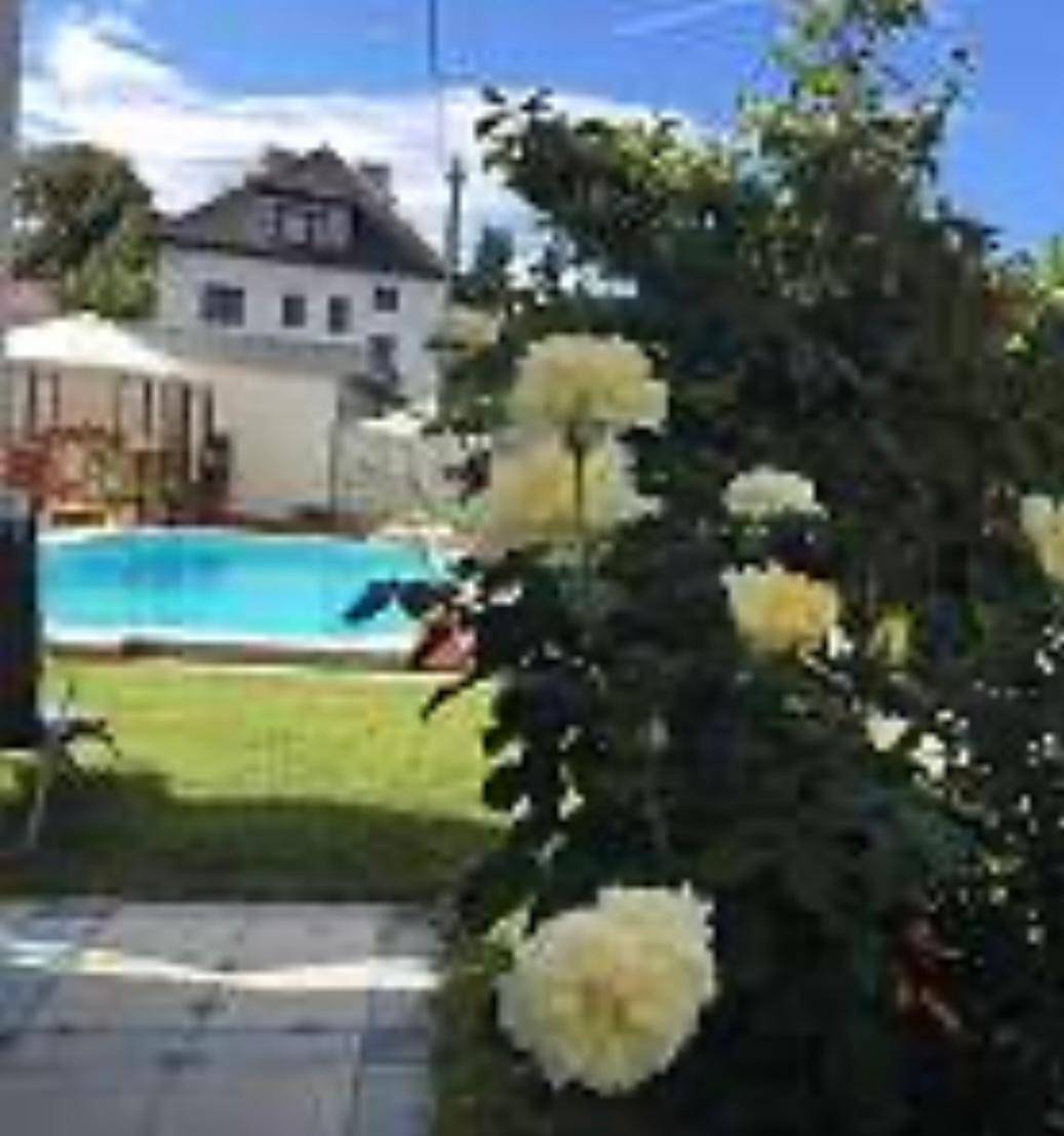 Blühende Rosen im Garten mit Blick auf den Pool und das Wohngebäude im Hintergrund.