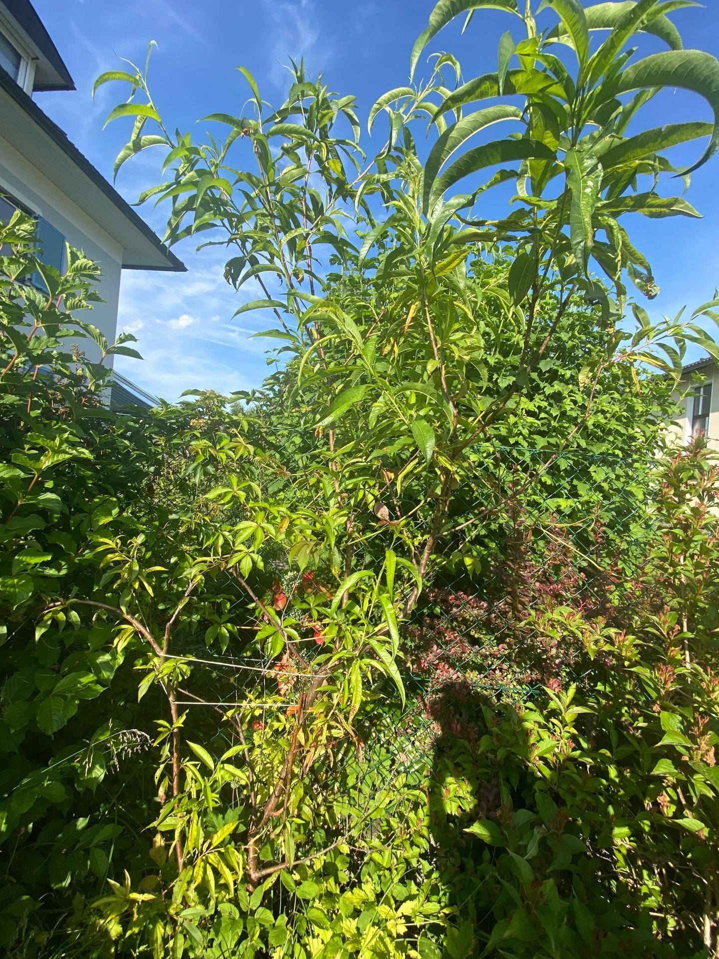 Dichter, grüner Gartenbereich mit verschiedenen Sträuchern und Bäumen unter blauem Himmel.