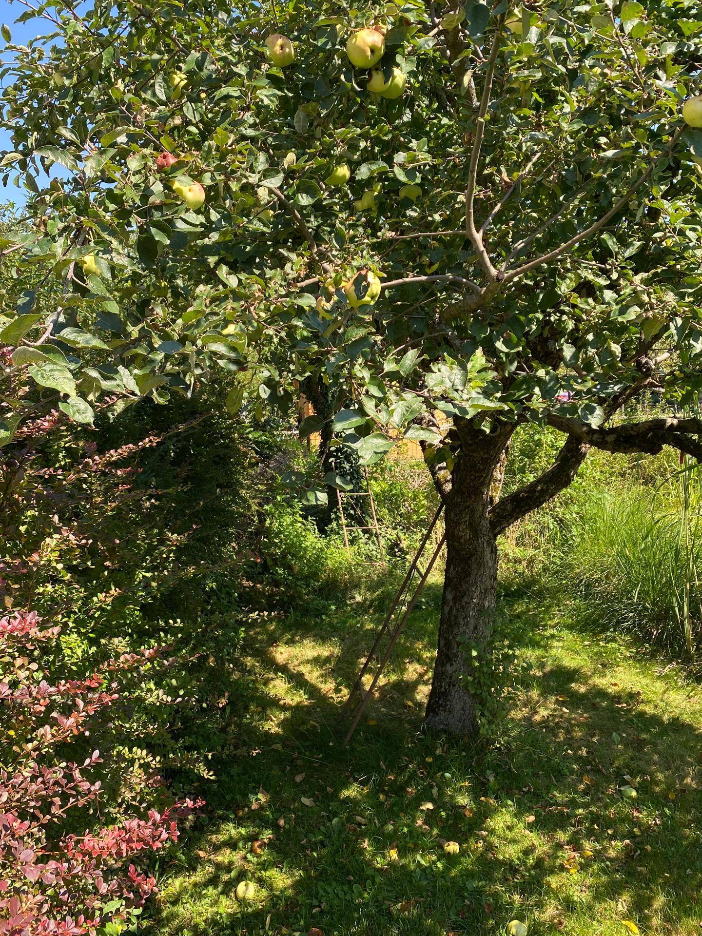 Sonniger Garten mit einem großen Apfelbaum und einer Leiter zum Ernten der Früchte.