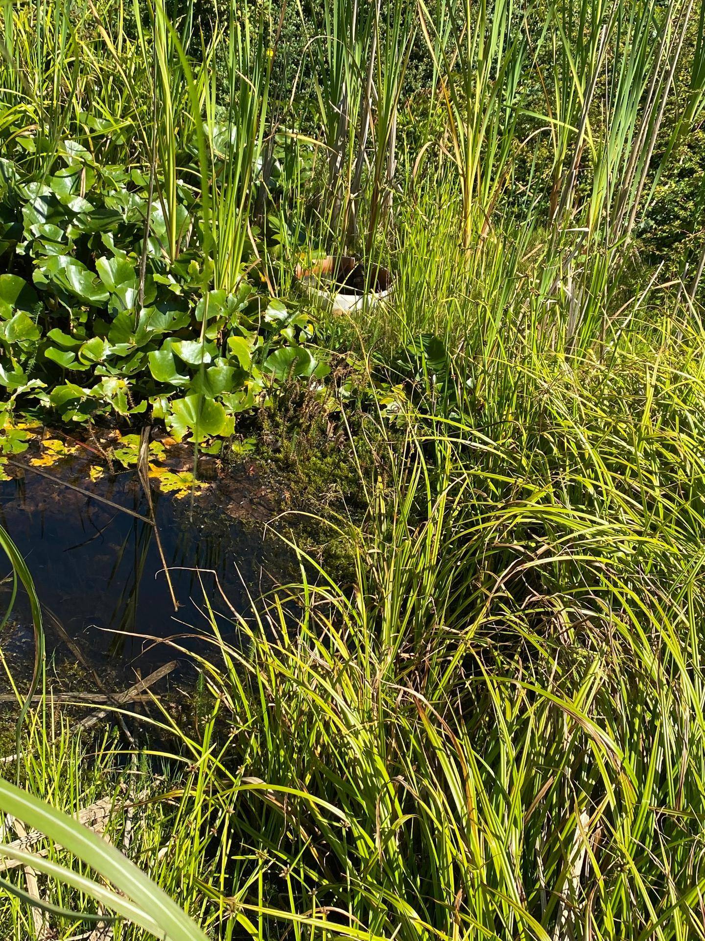 Natürlicher Gartenteich mit Wasserpflanzen und üppigem Grün am Ufer.