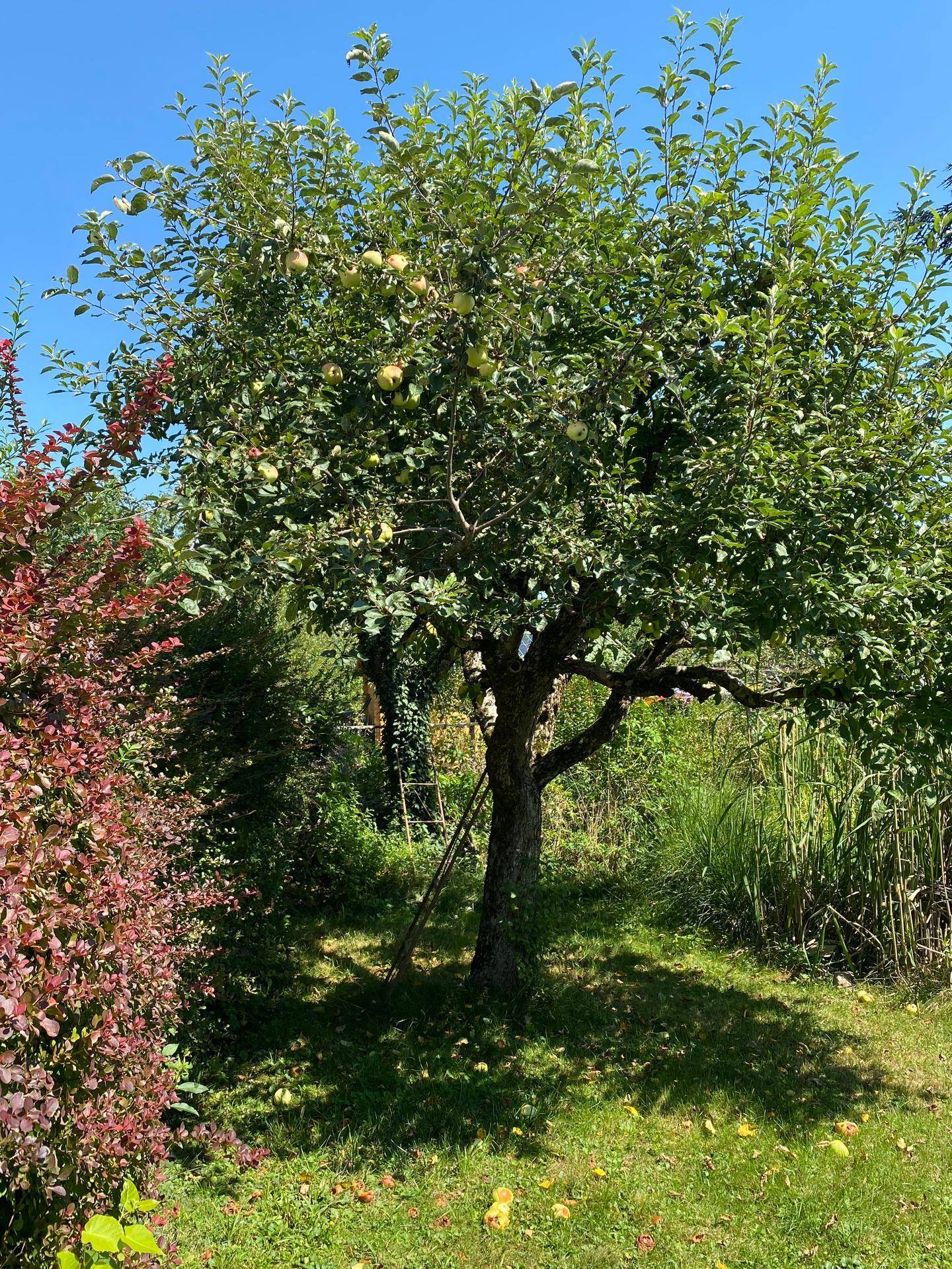 Alter Apfelbaum im sonnigen Garten mit reifen Früchten und grüner Wiese.