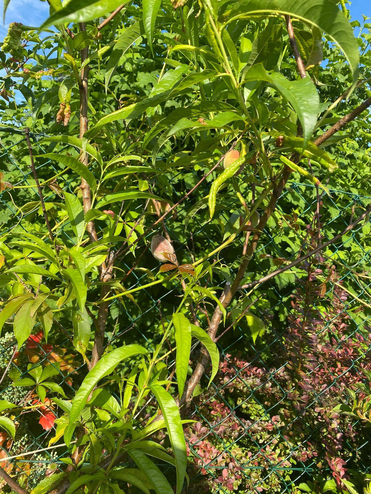 Nahaufnahme eines jungen Obstbaumes oder Strauches im sonnigen Garten.