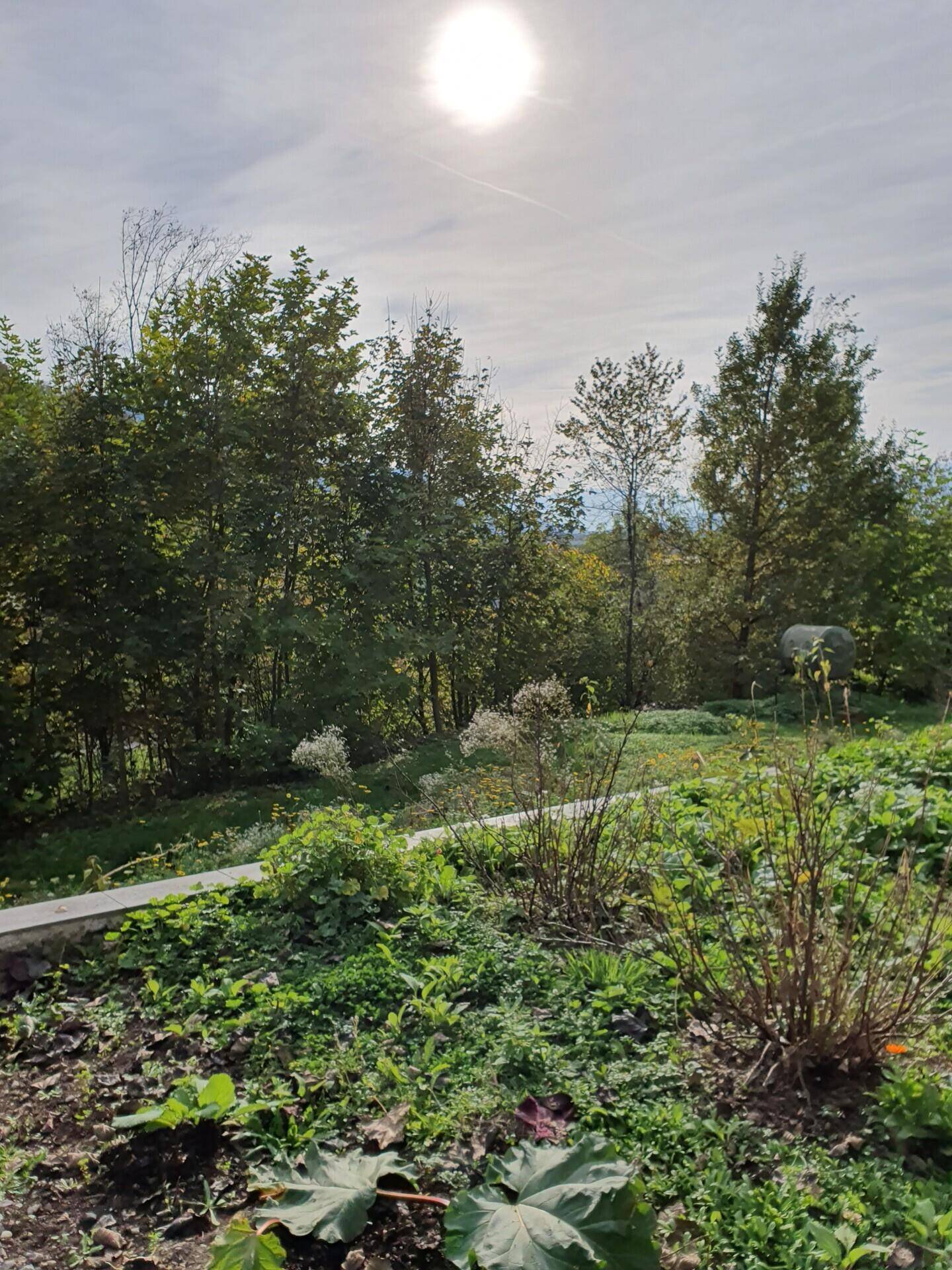 Sonniger Gartenbereich mit verschiedenen Pflanzen und Bäumen unter hellem Himmel.