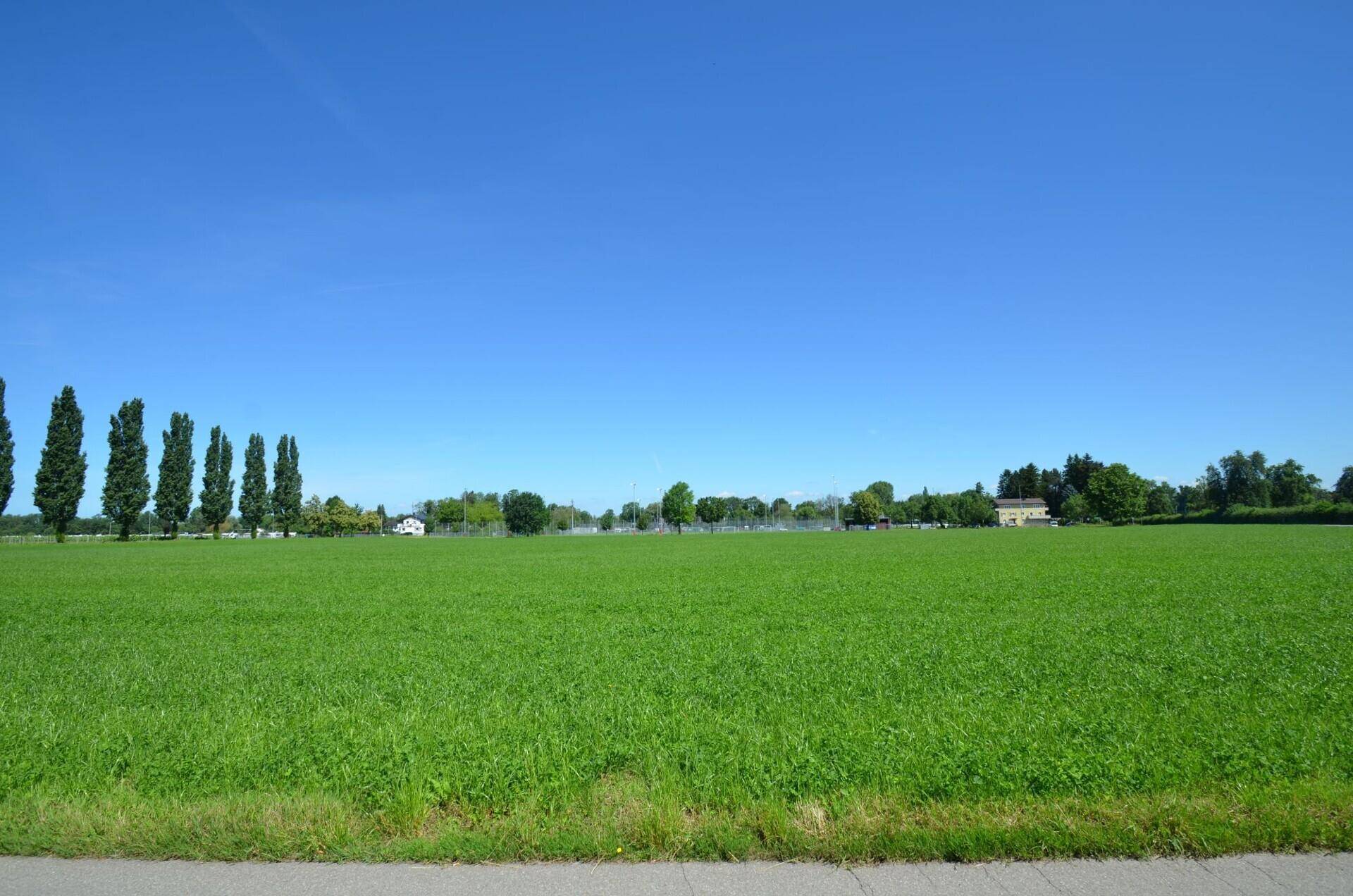 Weitläufige grüne Wiesenlandschaft unter blauem Himmel mit Baumreihen am Horizont.