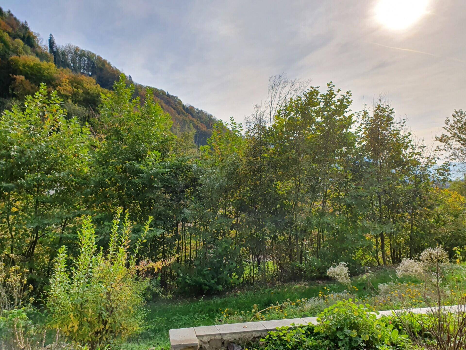 Grüner Gartenbereich mit Bäumen und einem bewaldeten Hügel im Hintergrund unter blauem Himmel.